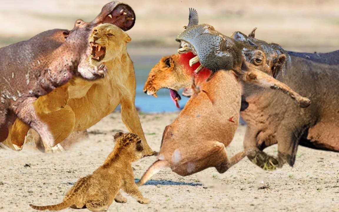 狮子捕杀大型食草动物,最难啃的骨头就是它_哔哩哔哩_bilibili