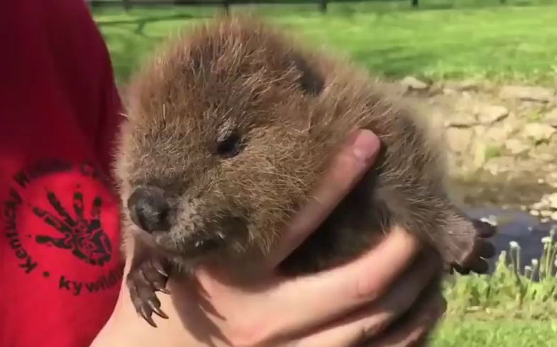 河狸海狸好小的河狸宝宝都还站不稳