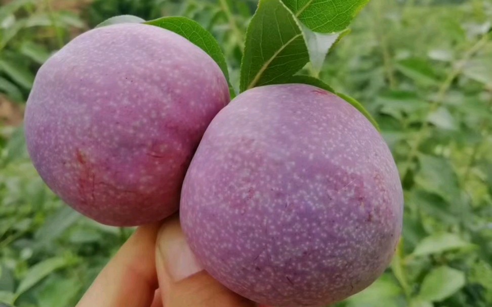 【银妃三华李】甜脆多汁,有想吃的吗?