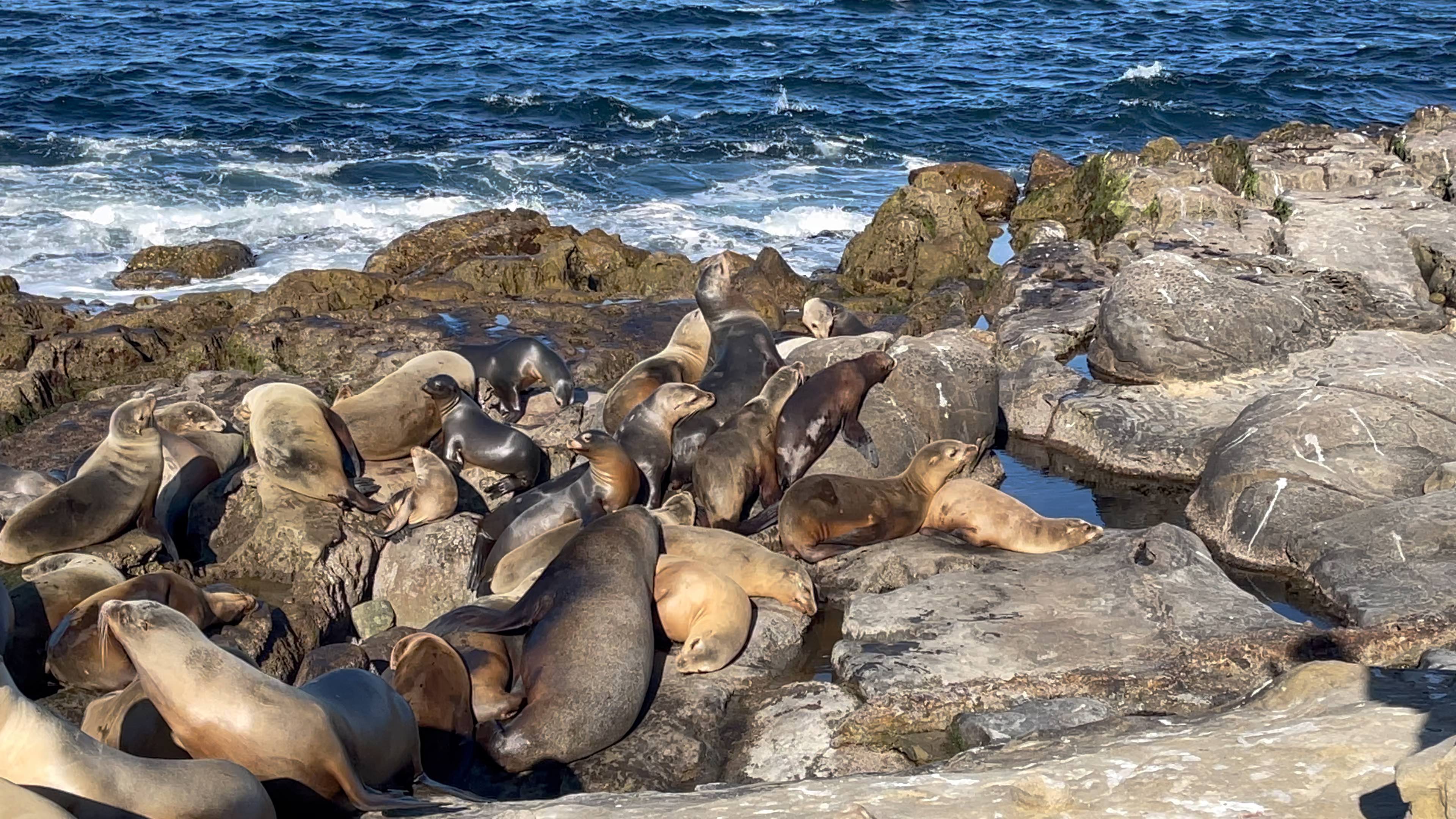 海狮晒太阳part1