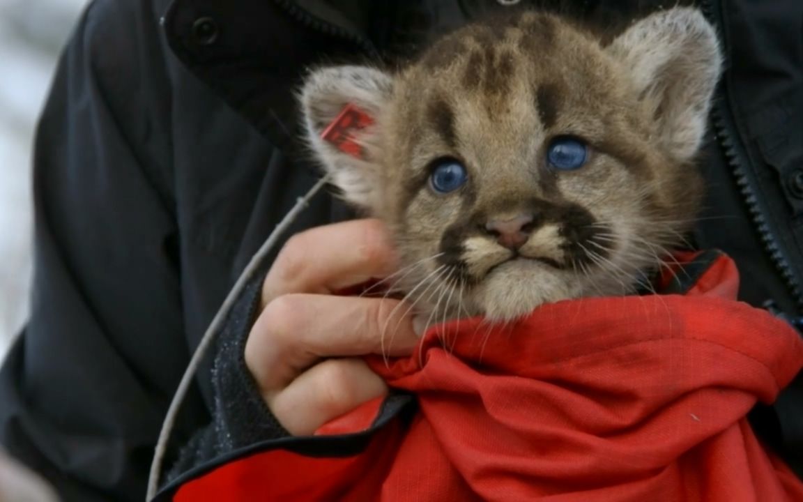 大猫看点7自带美瞳的美洲狮宝宝