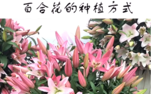 [图]老董说花卉》—百合花的种植方法