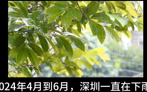 深圳下了两个月的雨,比我的湿衣服还湿哔哩哔哩bilibili