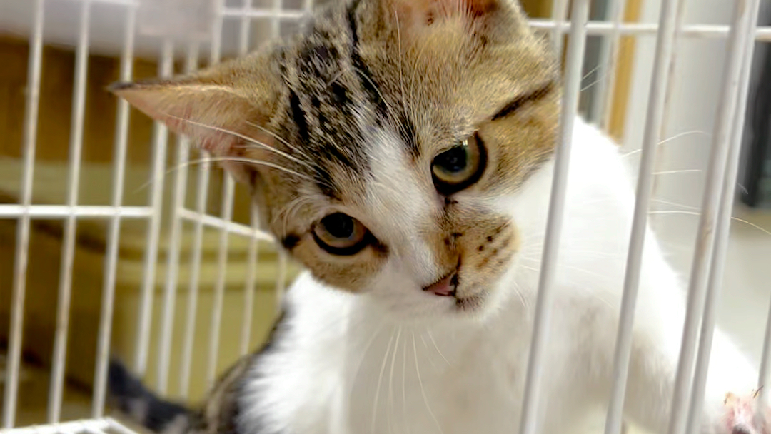 美短金虎斑高白妹妹9799浓眉大眼很秀气!