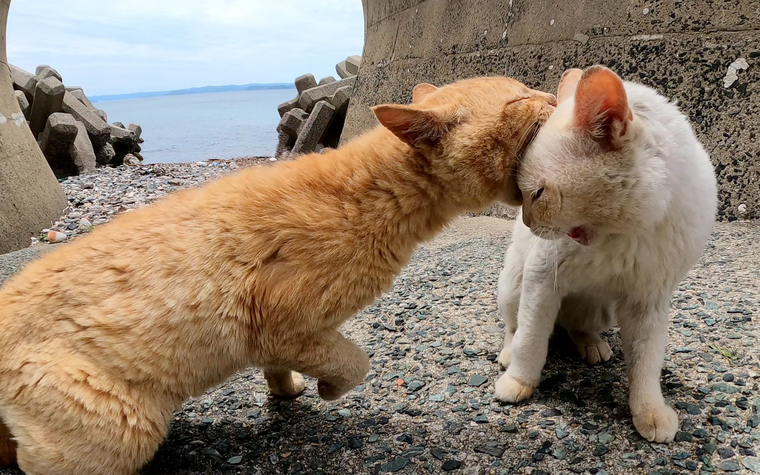一直用可爱的声音吵架的猫们开始打架,所以我介入了它们.