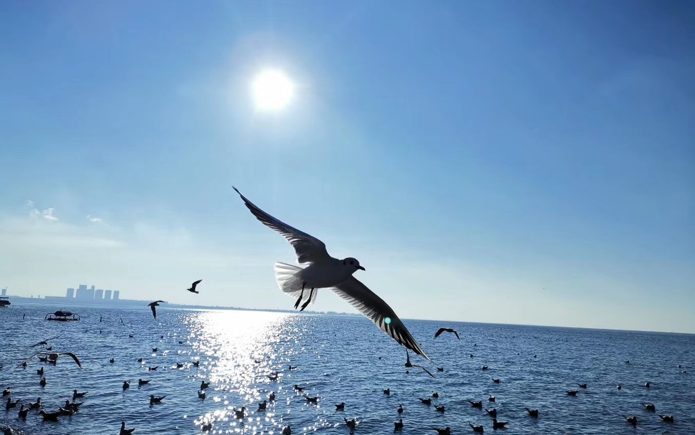 小海公园的海鸥