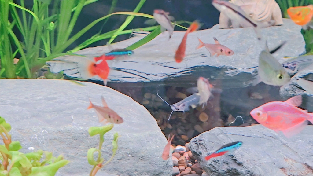 玻璃猫入缸三周了,感觉胡子都变短了,是水质问题吗,不吃食,喂的日清和