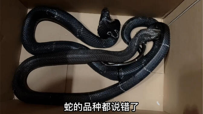 原来眼镜蛇真的会追人