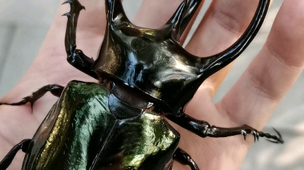 带上自己繁育的南洋大兜虫cck出门溜达一圈