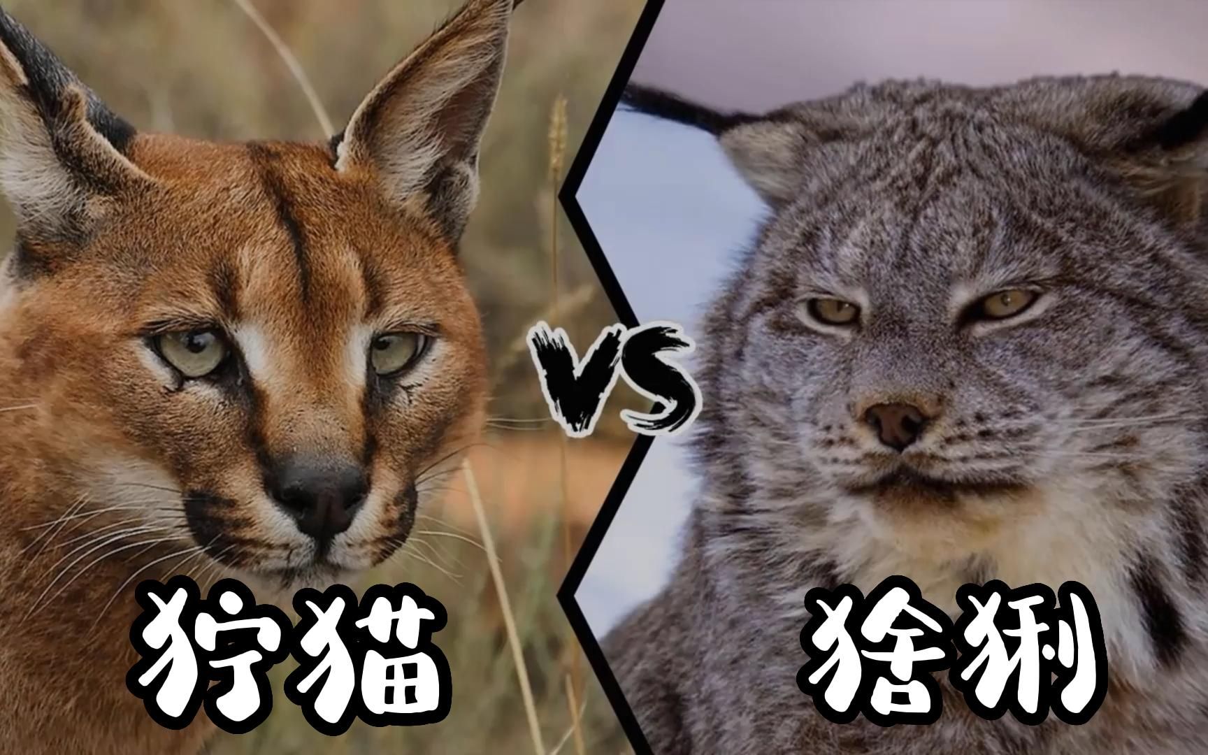 狞猫vs猞猁,谁的战斗力更强?体型能否决定了最终结果