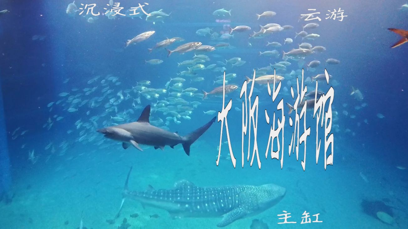 大阪海游馆 *&#| 主缸 发呆向 沉浸式观鱼