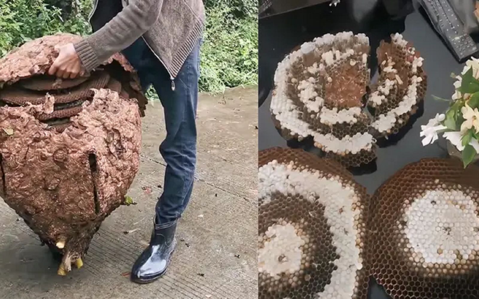 男子上山采到完整马蜂窝, 内部构造看呆网友:好奇它们怎么施工的