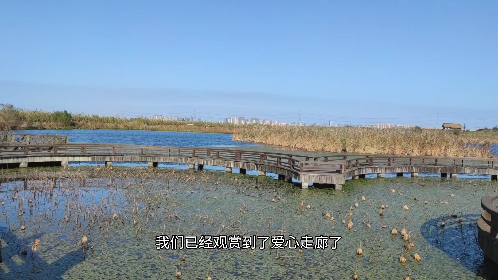 [图]周末出游小记——芦花绽放的杭州湾湿地公园