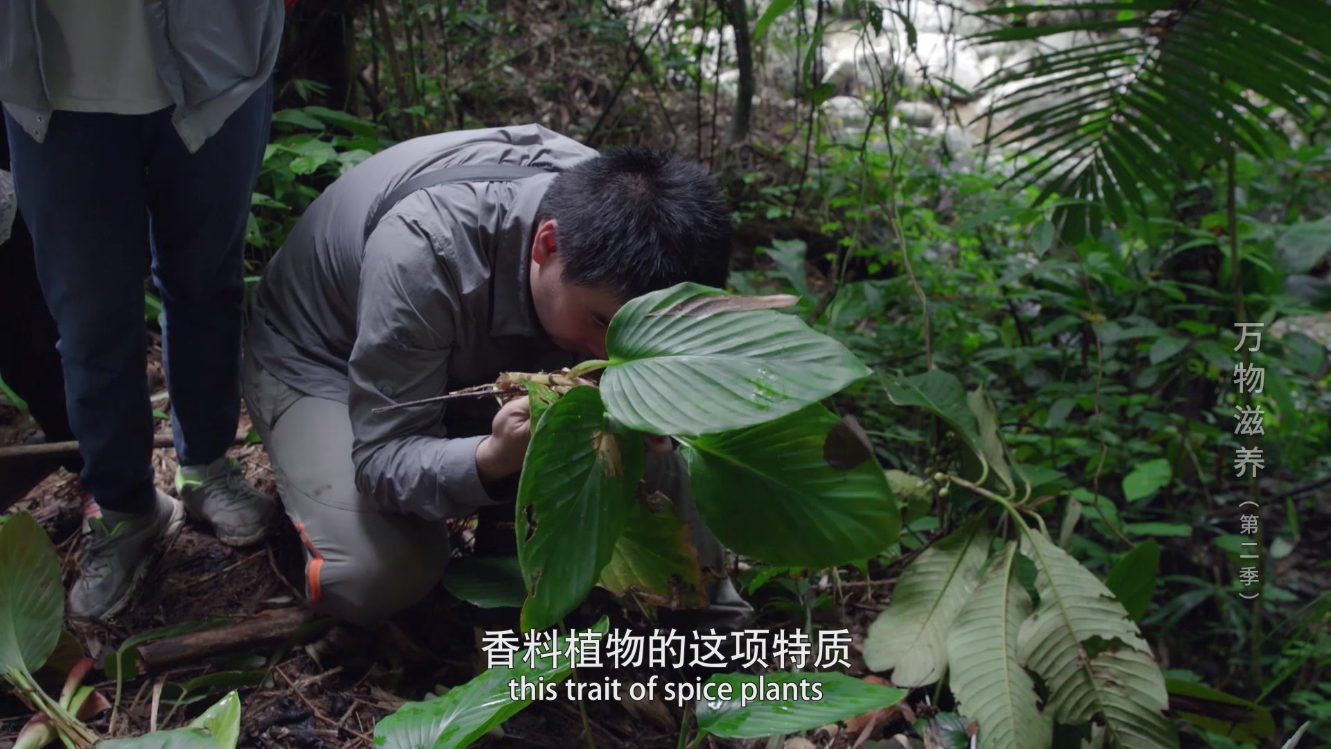 万物滋养第二季森林篇6当你在看万物滋养2的时候你有没有一个瞬间想去