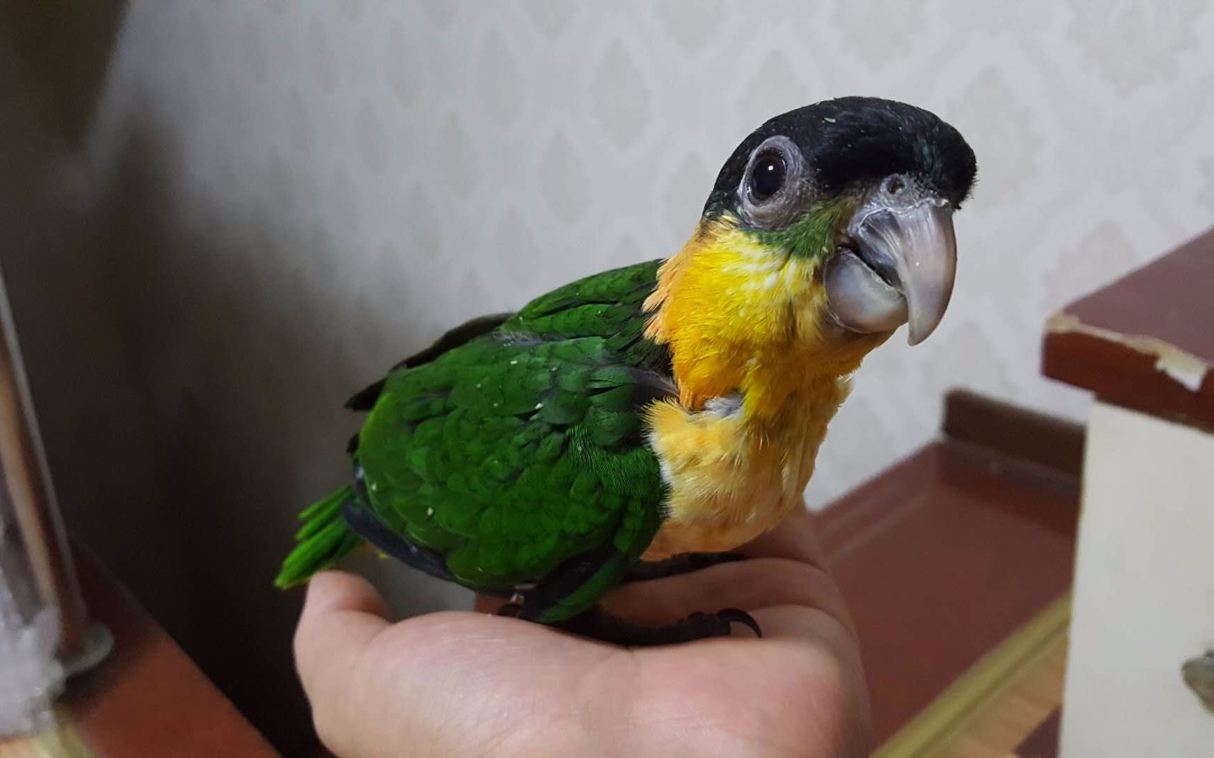 鹦鹉成长历史黑凯