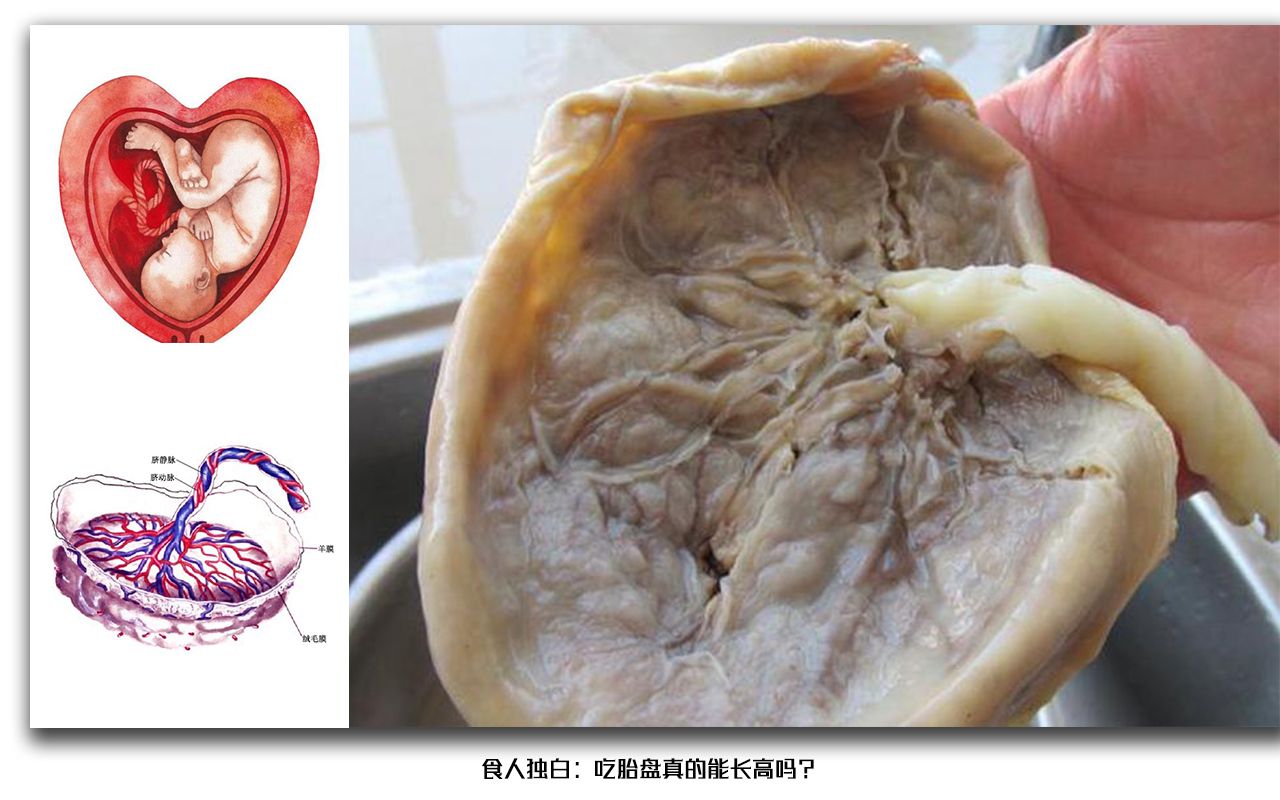 吃人独白:胎盘能让你长的更高吗?【墨胎说45】哔哩哔哩bilibili