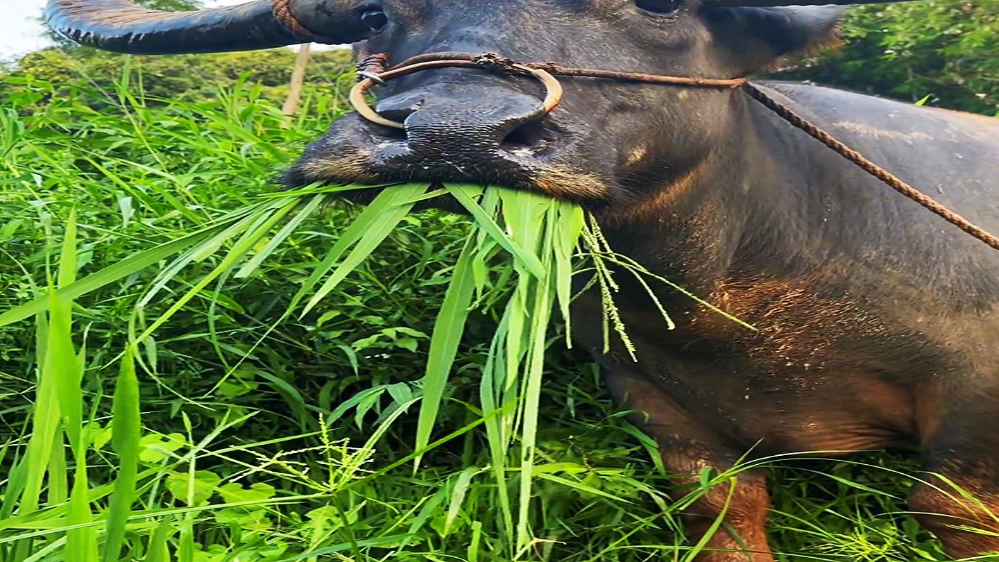 水牛吃草的时候为什么要停顿一下呢?