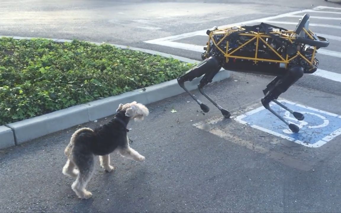 机械狗与真狗在一起会怎样?看真狗的反应,画面亮眼了_哔哩哔哩_bilibili