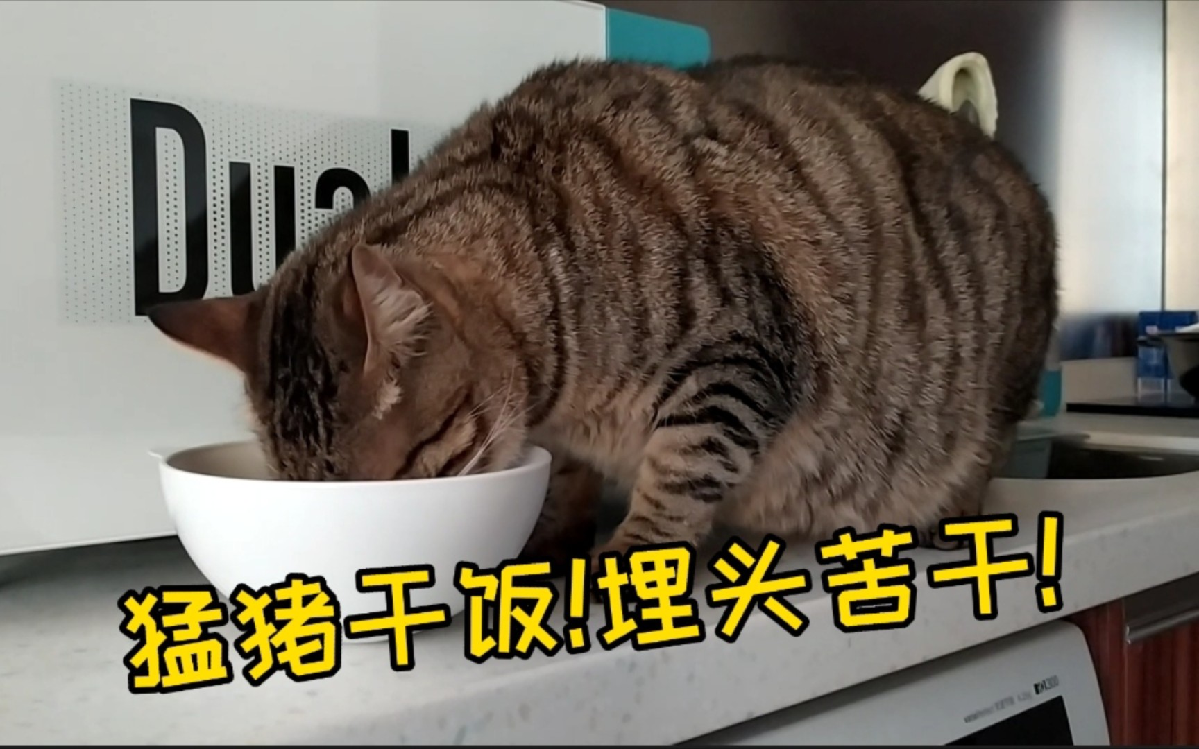 猛猪干饭!埋头苦干!