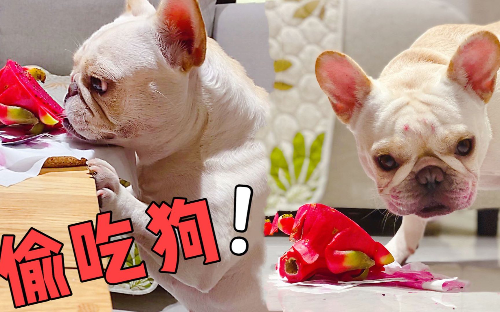 滑板狗竟然背着铲屎官偷吃火龙果,最后搞得满脸带血,铲屎官笑的肚子疼