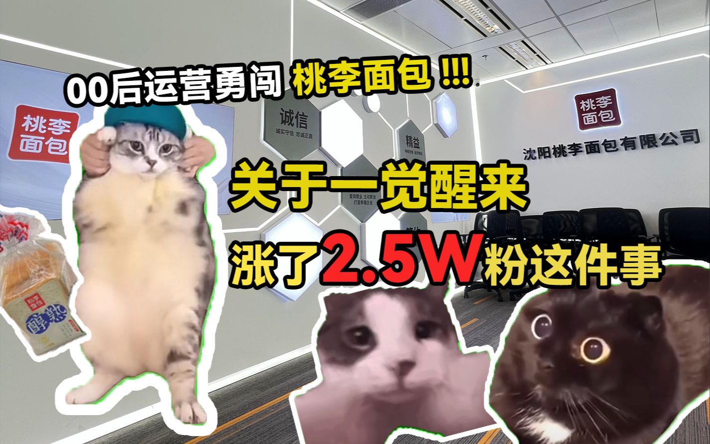 【猫meme】什么?一夜涨粉2w+?桃桃爱你们!哔哩哔哩bilibili