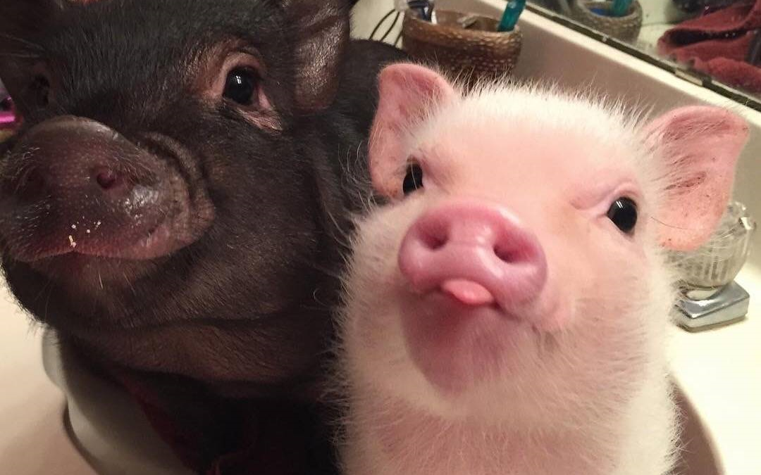 9月9日pigff死斗之王争霸赛pigff