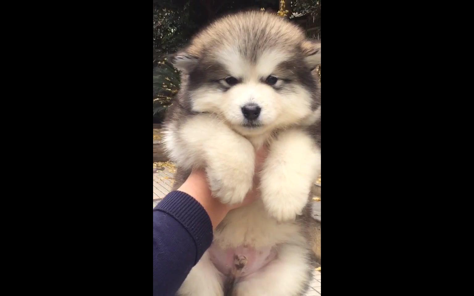 超可爱的灰色阿拉斯加