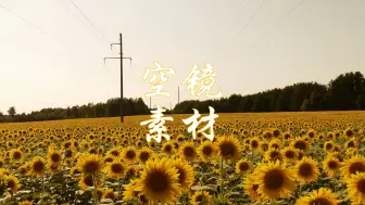 Video herunterladen: 【无版权空镜素材】向日葵、花、植物、金色系