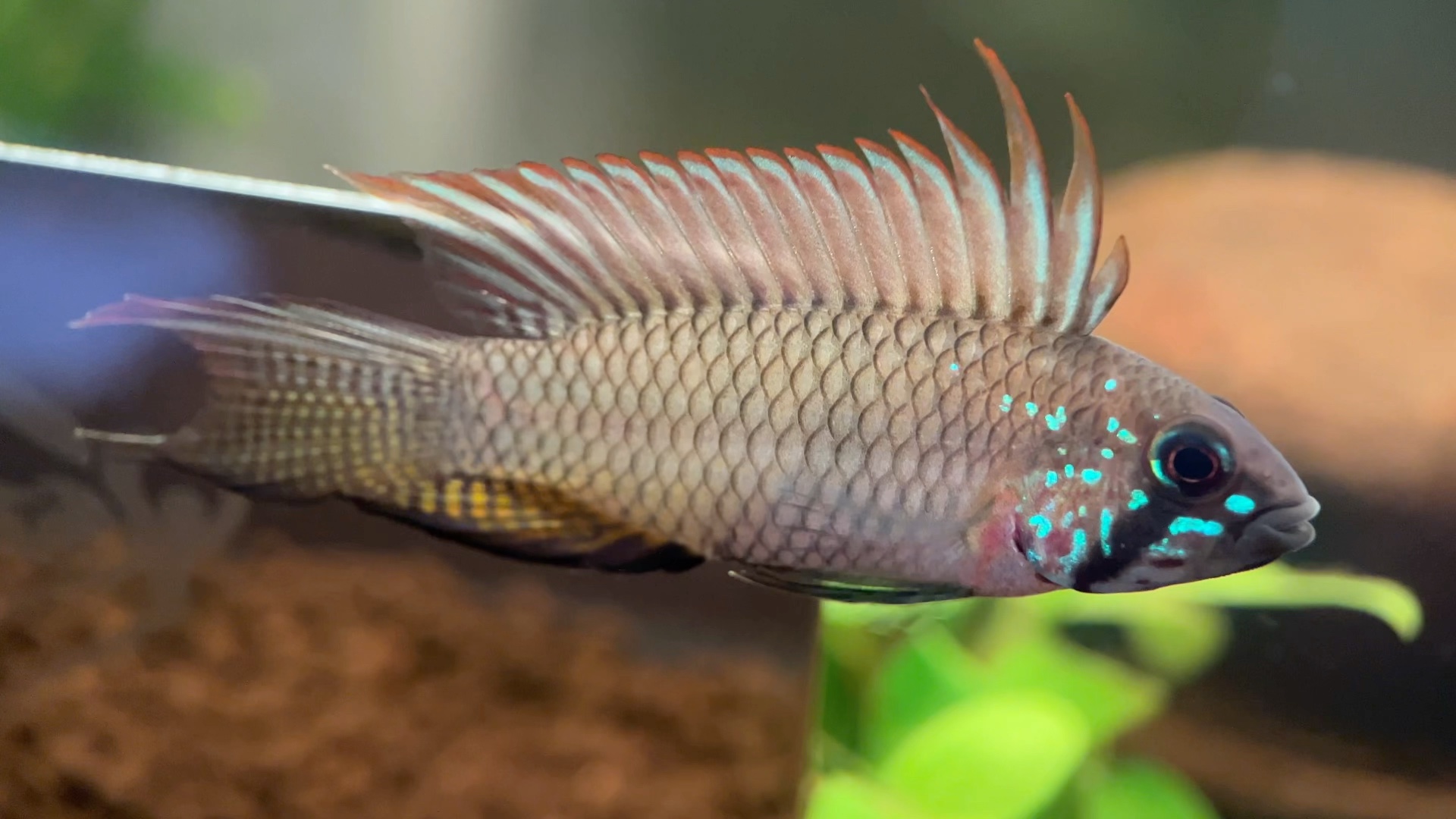 哥伦比亚白兰特短鲷(a166)