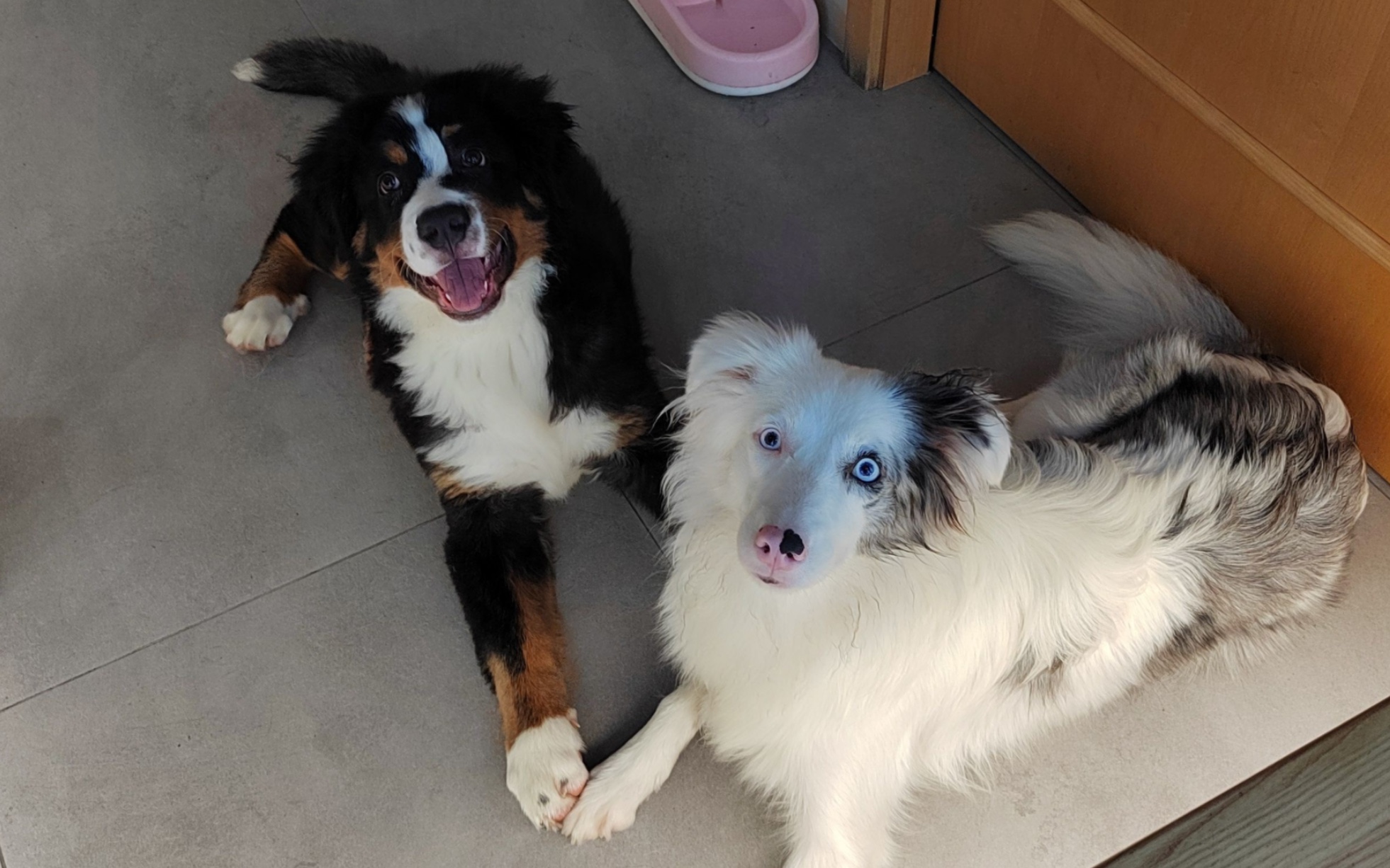 伯恩山amber和好朋友边牧cutie的日常