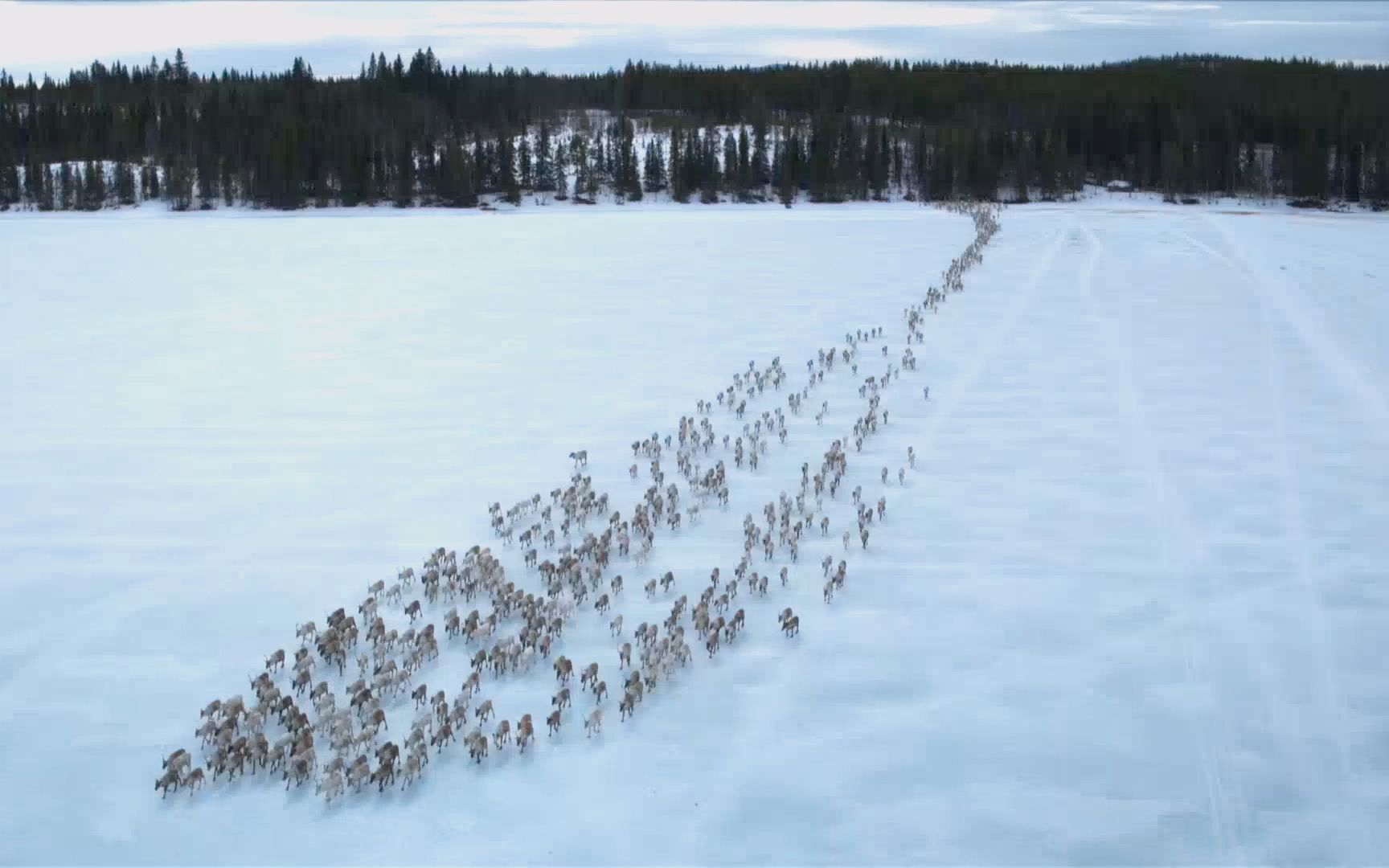 【纪录片】欧洲野性新生 冰雪大地【1080p】【双语特效字幕】【纪录片之家爱自然】哔哩哔哩bilibili