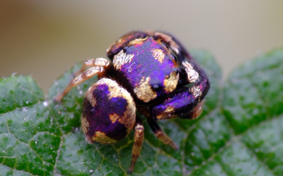 西迈塔跳蛛成功交配