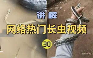 Video herunterladen: 网络热门长虫视频(30)洛阳一村庄惊现蛇群入侵？好多蛇往村民家里钻！