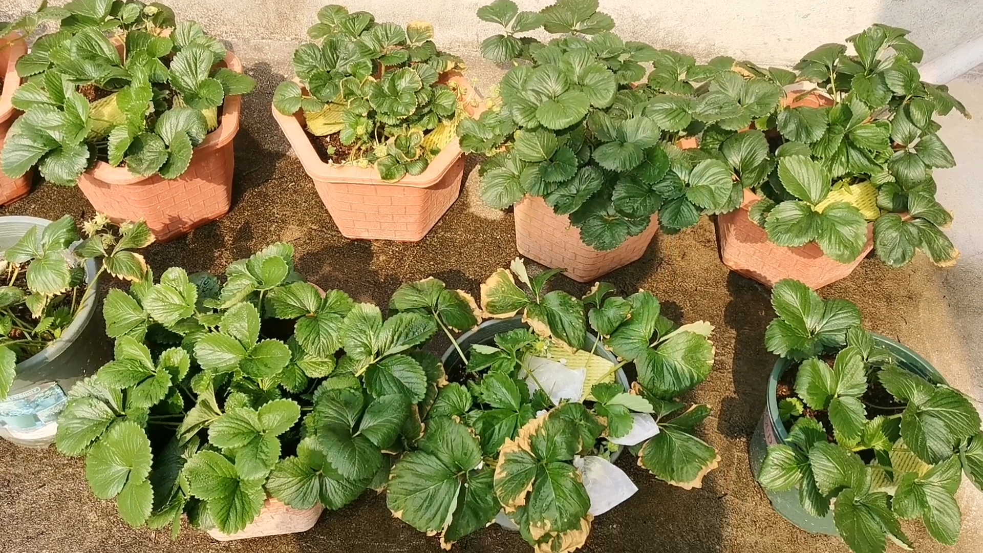 活动  【草莓】气温太高又烧苗啦989898看情况有点惨,先修剪