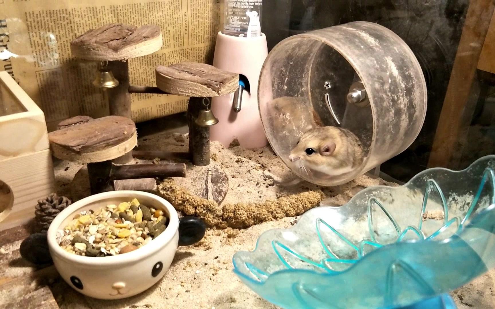 【通心粉鼠】整天跑来跑去的小团子啊_哔哩哔哩 (゜-゜)つロ 干杯