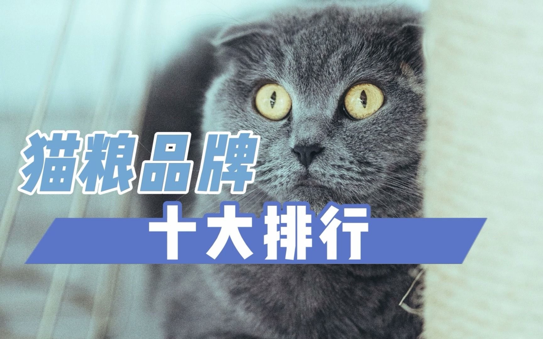 猫粮品牌十大排行哔哩哔哩bilibili