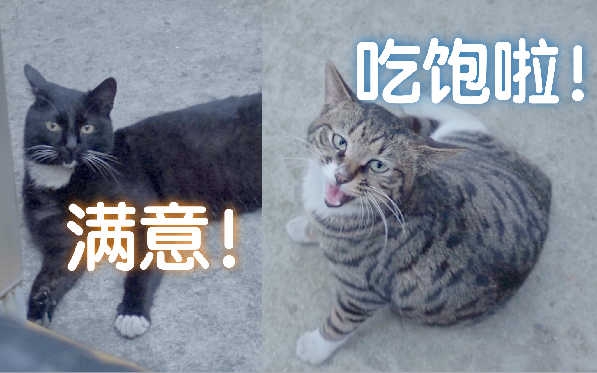 【d梦】猫咪吃饱之后,都爱这样躺倒在地吗?(流浪猫日记243)