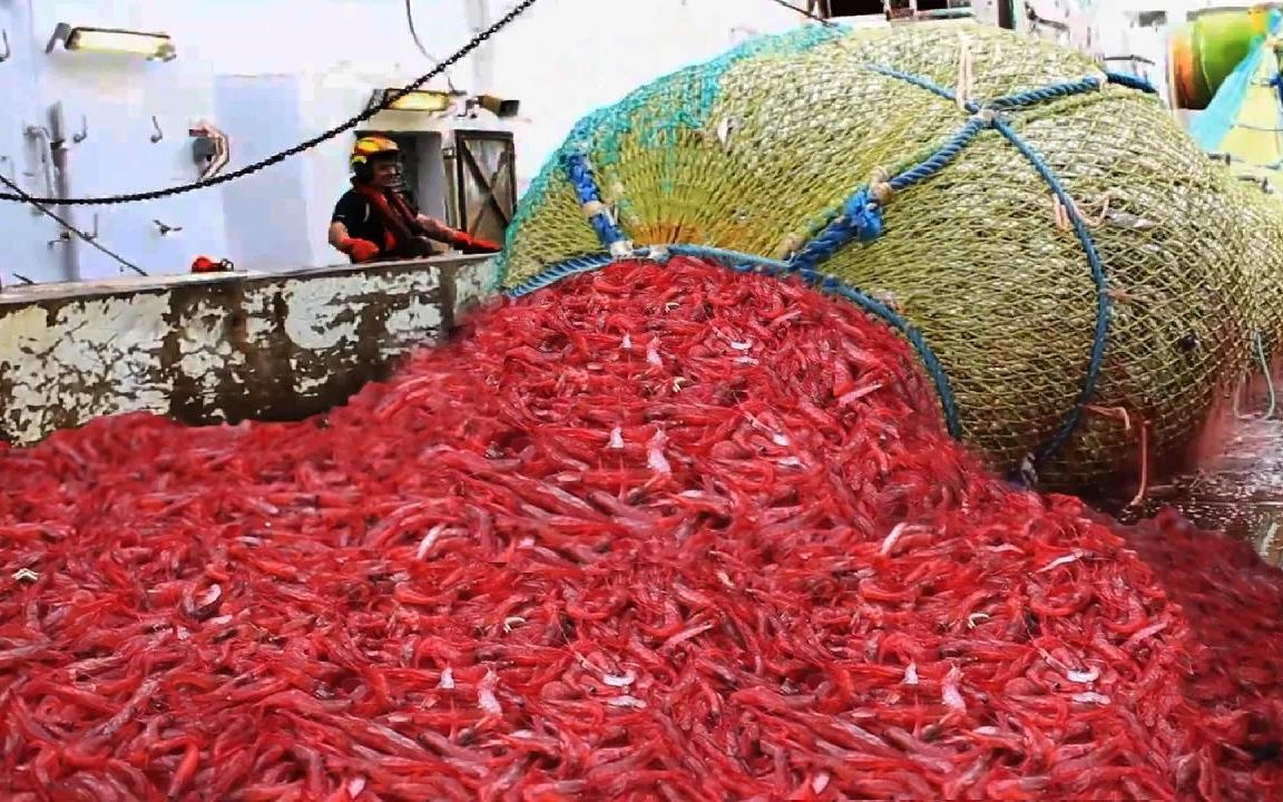 百吨远洋捕虾船海虾的捕捞和加工noalfarm