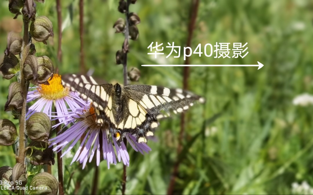 华为p40pro慢动作,昆虫拍摄.(视频被压缩了没那么清楚)