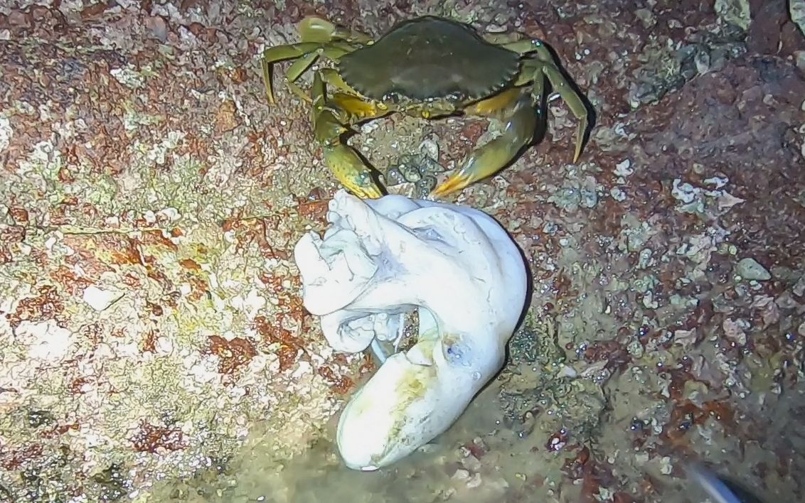 大螃蟹夹着比自己大两倍的章鱼开吃,被赶海大叔及时发现,全部抓走