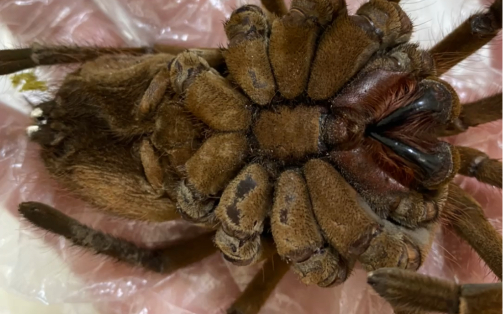 大蜘蛛 生态标本