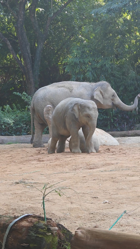 红山森林动物园大象图片
