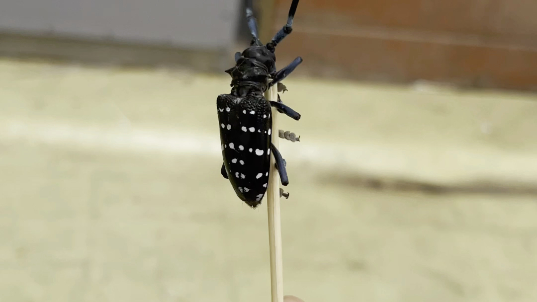 【小生命系列】星斑天牛