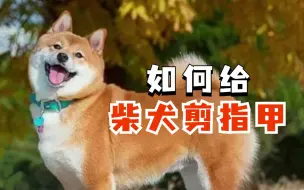 Download Video: 如何正确给柴犬剪指甲？铲屎官要学会！