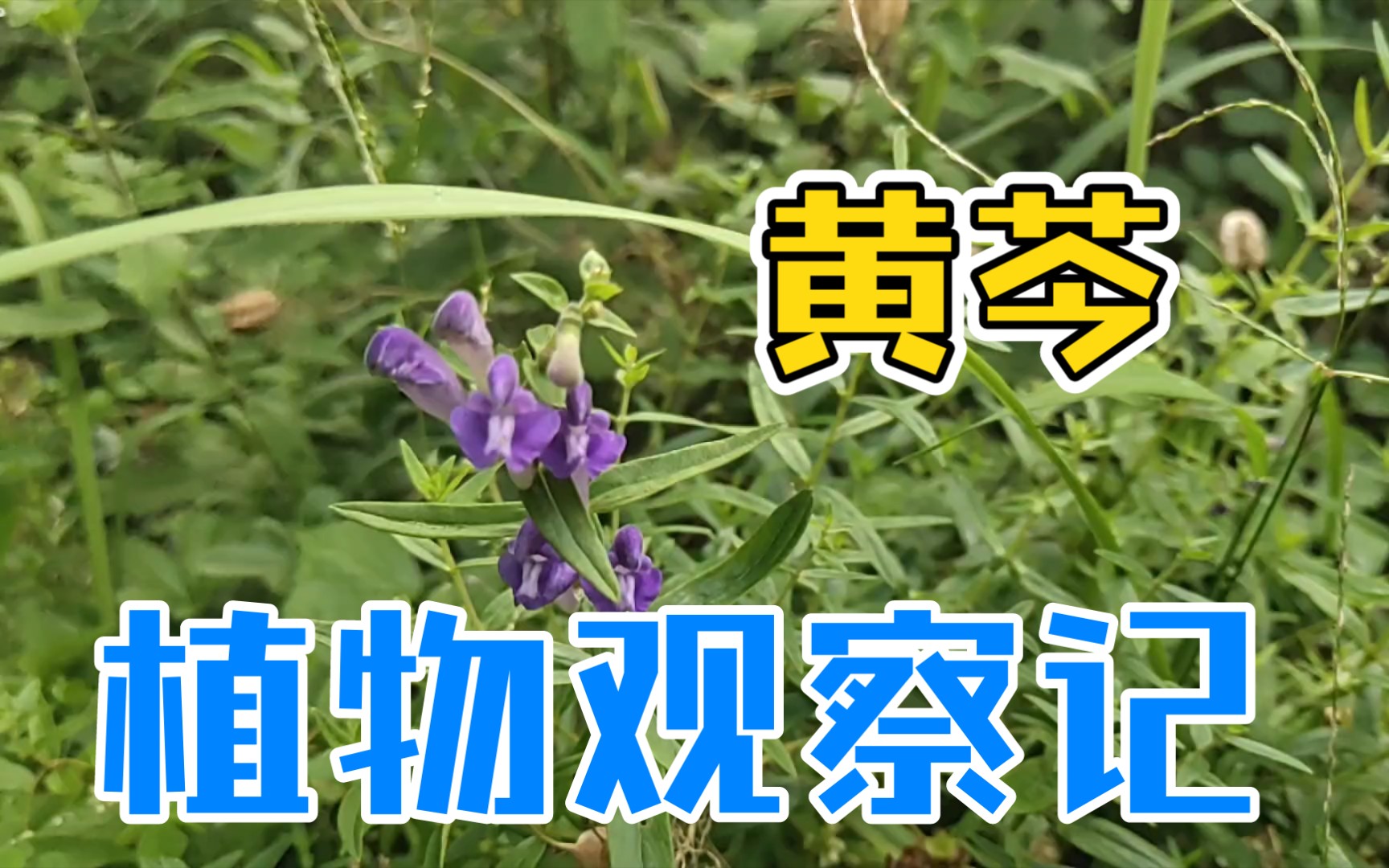 【植物观察记】黄芩哔哩哔哩bilibili