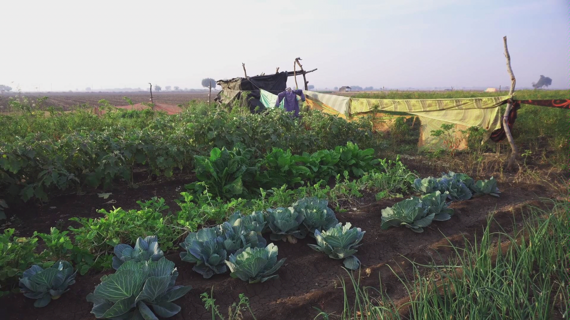 palak pakora食谱|印度农场烹饪| nikunj vehia的印度乡村食品