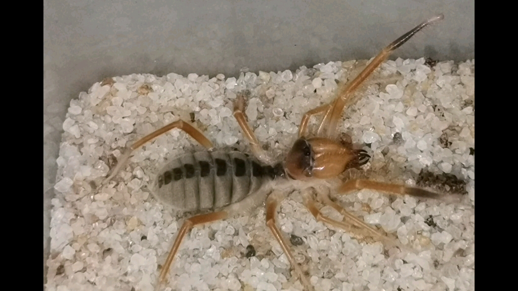 新疆避日蛛开箱及喂食