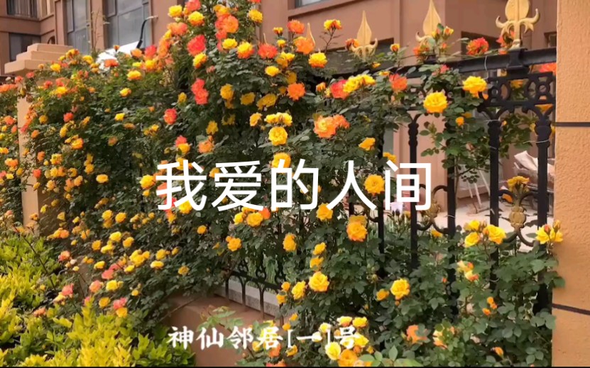 [图]有神仙邻居们的花园，形成了一个超美好的小区，远远就能闻到花香