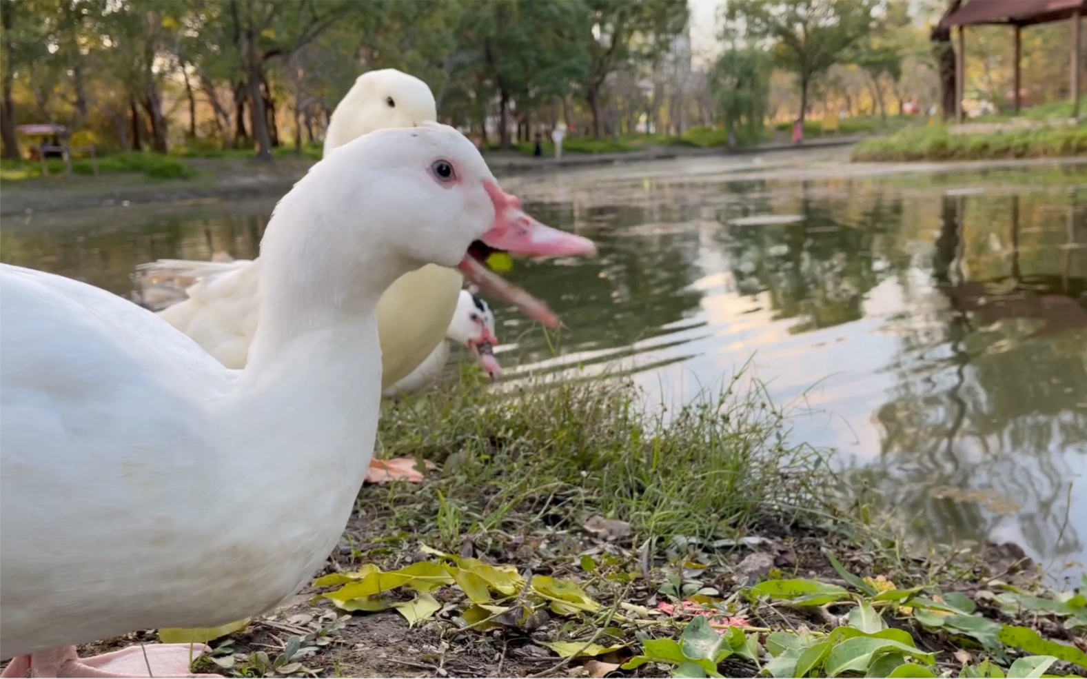 鸭鸭鸭嘎嘎嘎可爱嘴最