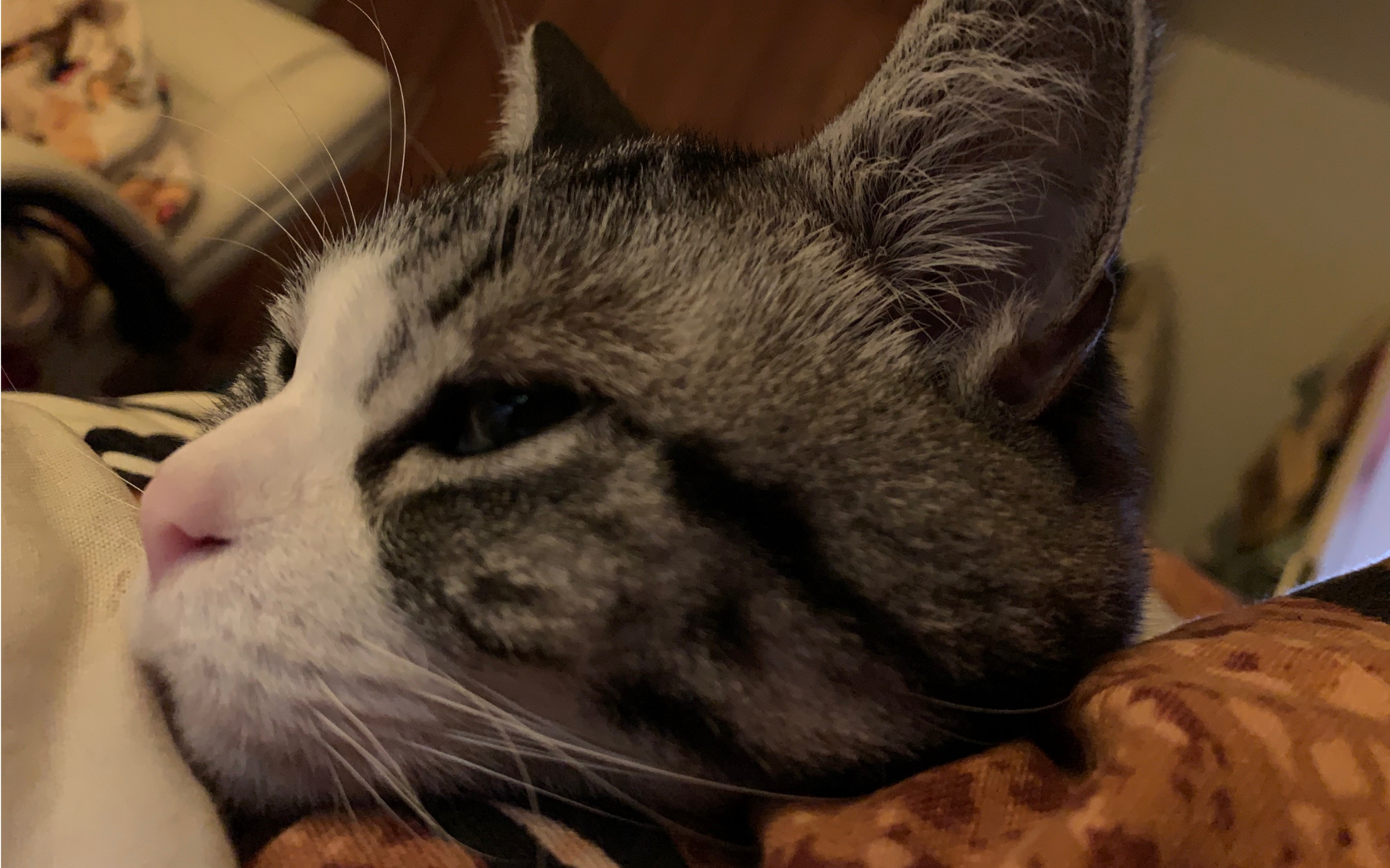 第一视角带你在床上撸趴着的小猫咪